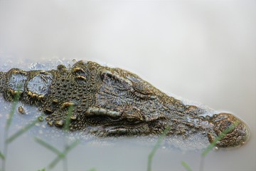 Crocodile