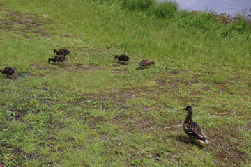 A duck with her ducklings