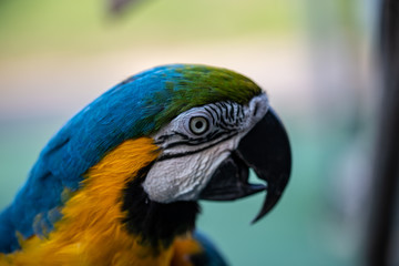 Macaw Parrot Looking Aside