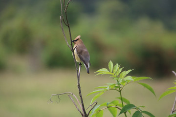 A cedar waxwing perched on a branch