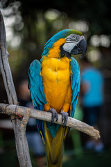 Macaw Parrot sitting on the Branch