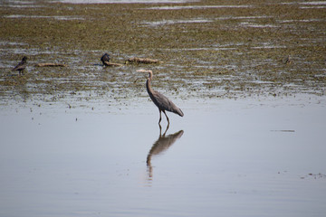 A great blue heron fishing in a shallow body of wate