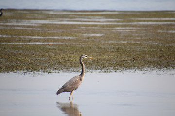 A great blue heron fishing in a shallow body of wate