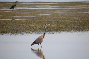 A great blue heron fishing in a shallow body of wate