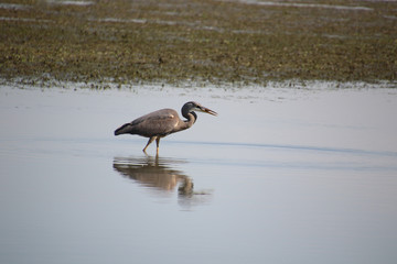 A great blue heron fishing in a shallow body of wate