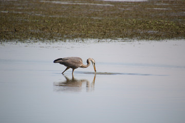 A great blue heron with a fish hanging mid air between the top and bottom parts of it's beak