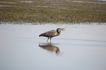 A great blue heron fishing in a shallow body of water