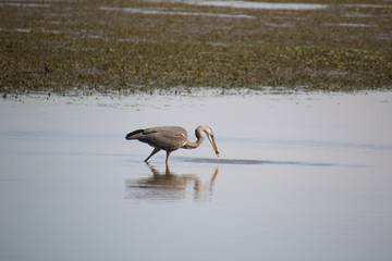 A great blue heron fishing in a shallow body of wate