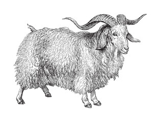 Angora goat (Capra angorensis) / vintage illustration from Meyers Konversations-Lexikon 1897 