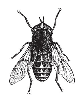 Pale giant horse fly (Tabanus bovinus) / vintage illustration from Meyers Konversations-Lexikon 1897