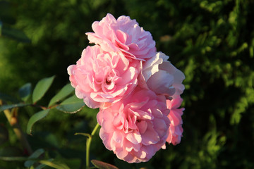 A bunch of light pink flowers gathered together