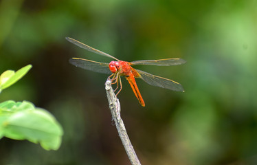 Dragonfly sitting on a stick