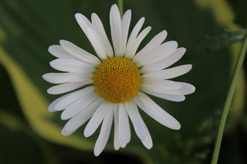 Obraz premium A close up of a daisy