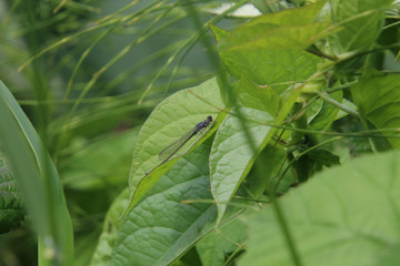 A dragonfly sitting on a leaf