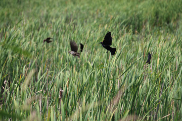Red-winged black birds perched