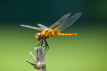 Dragonfly sitting on a stick