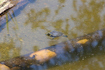 A turtle swimming in a green pond