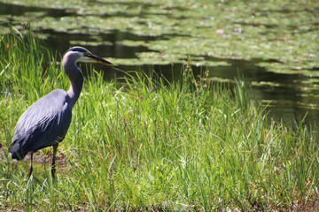 A great blue heron on the left of the frame