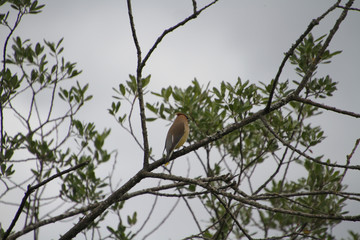 A cedar Waxwing perched on a branch
