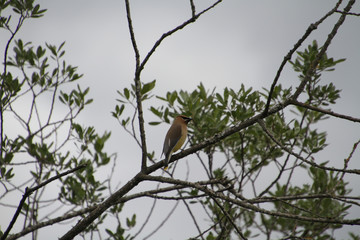 A cedar Waxwing perched on a branch