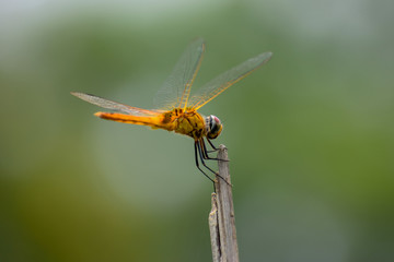 Dragonfly sitting on a stick