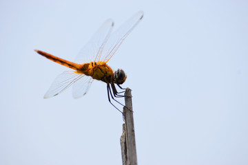 Dragonfly sitting on a stick