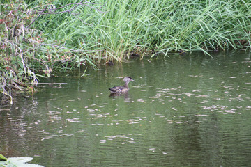 A female wood duck swimming in a stream