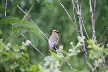 A cedar Waxwing perched on a branch