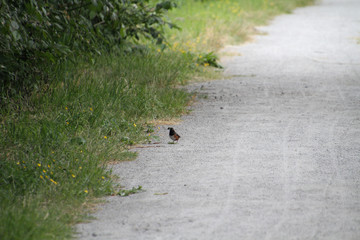 A spotted towhee standing on a gravel path