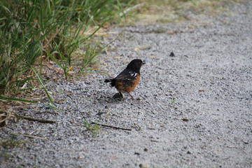 A spotted towhee standing on a gravel path