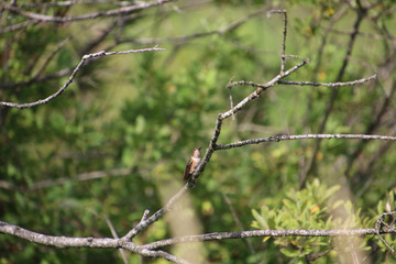 A rufus hummingbird perched on a bare branch