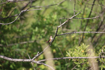 A rufus hummingbird perched on a bare branch