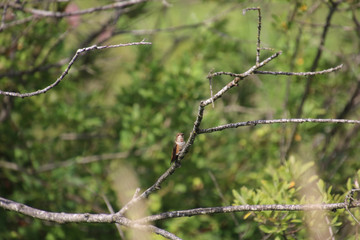 A rufus hummingbird perched on a bare branch