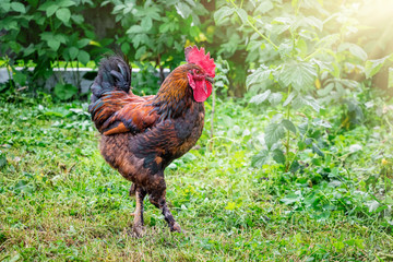 The brown cock goes around the farm garden on a sunny day. Growing of poultry_