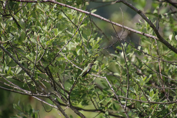 Fototapeta premium A Anna's hummingbird perched on a bare tree branch