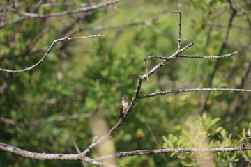 A rufus hummingbird perched on a bare branch