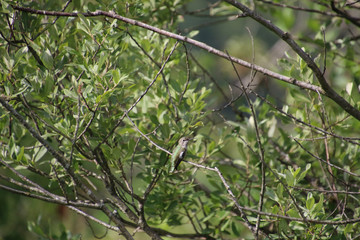 A Anna's hummingbird perched on a bare tree branch