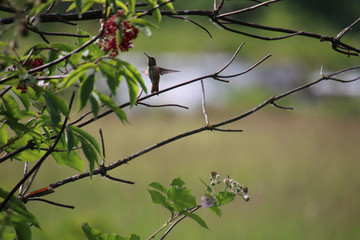 A hummingbird hovering next to a flower