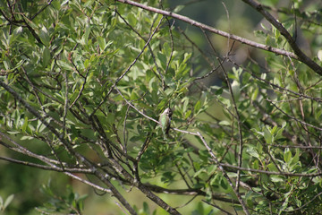 A Anna's hummingbird perched on a bare tree branch
