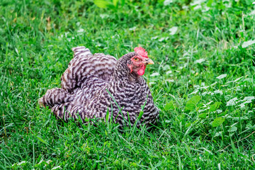 Pockmarked chicken of breed plymutrok sits in the garden among the green vegetation_