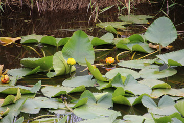 Two water lily flowers a yellow and orange one in the middle of numerous lily pads with open water...