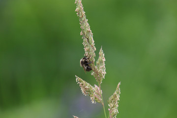 A bee on the seed pod