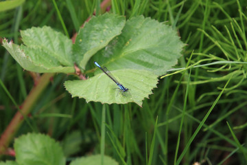 A blue dragonfly perched on the edge of a serrated leaf