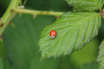 A ladybug sitting on a green serrated raspberry leaf