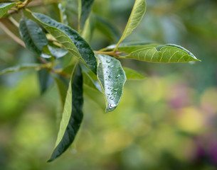 Raindrops and leaves