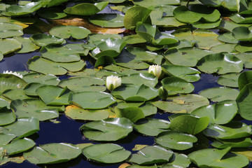 White lilies in the middle of lily pads