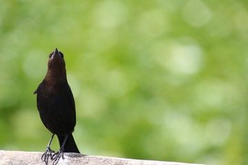 A European starling perched on a wooden fence railing