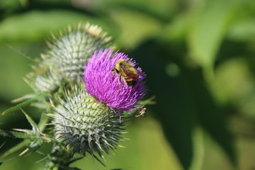 A bee and a hornet on the same purple blossom
