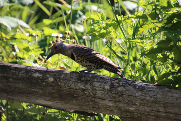 A northern flicker perched on the wooden railing