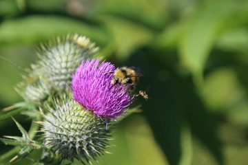 A hornet trying to go to the same purple blossom to pollinate as a bee